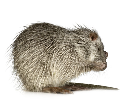 Coypu or Nutria (Myocastor coypus)