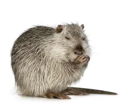 Coypu or Nutria (Myocastor coypus)