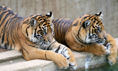 Two Tigers
