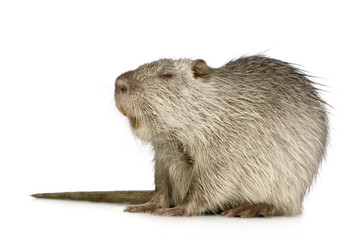Coypu or Nutria (Myocastor coypus)