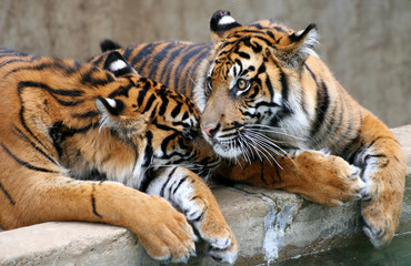 Two Tigers