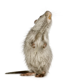 Coypu or Nutria (Myocastor coypus)
