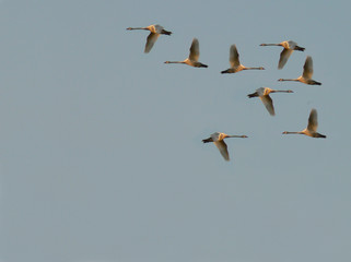 Obraz premium confused birds
