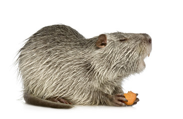 Coypu or Nutria (Myocastor coypus)