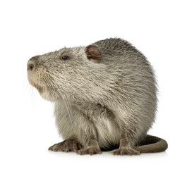 Coypu or Nutria (Myocastor coypus)