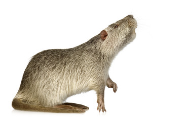Coypu or Nutria (Myocastor coypus)