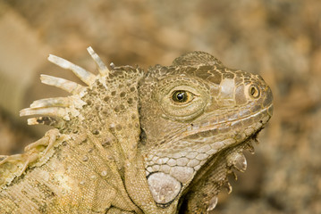 Chinese Water Dragon