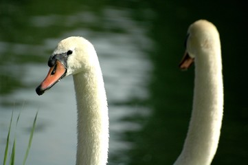 Obraz premium couple de cygnes