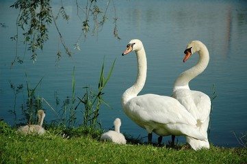 Famille cygne au bord de l'eau