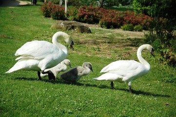 Famille cygne se promène