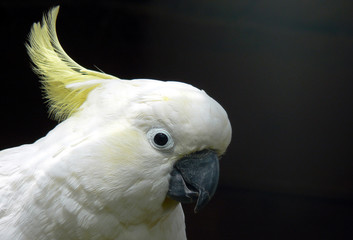 sulphur crested cockatoo