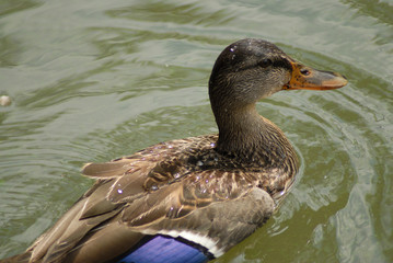 Female Mallard Duck