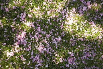 Obraz premium grass covered with cherry blossoms