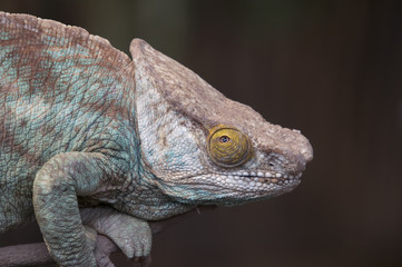 Parsons Chameleon