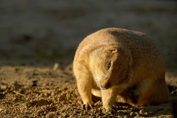 Ein putziger Präriehund