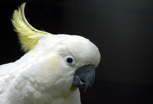 Sulphur Crested Cockatoo