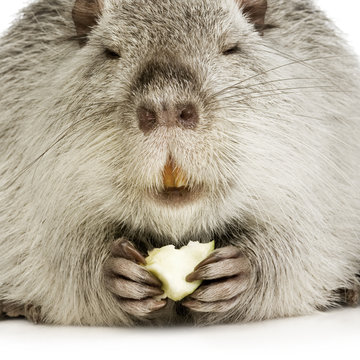 Coypu or Nutria (Myocastor coypus)