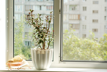 Window with flowerpot in front view