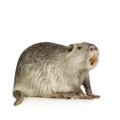 Coypu or Nutria (Myocastor coypus)