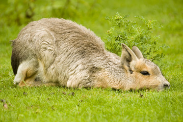 Patagonian Hare