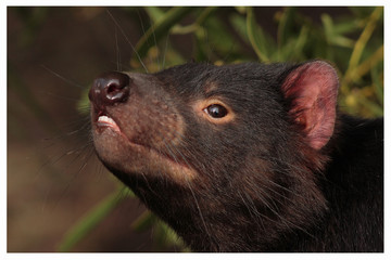 Tasmanian Devil