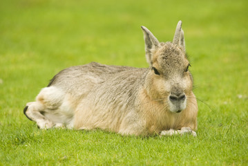 Patagonian Hare