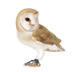 Obraz premium Common Barn Owl (4 mounths)
