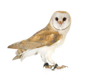 Common Barn Owl (4 mounths)