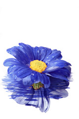 Blue Daisy with reflection in water.