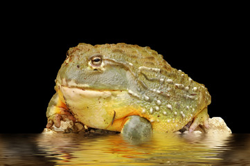 African Bullfrog.