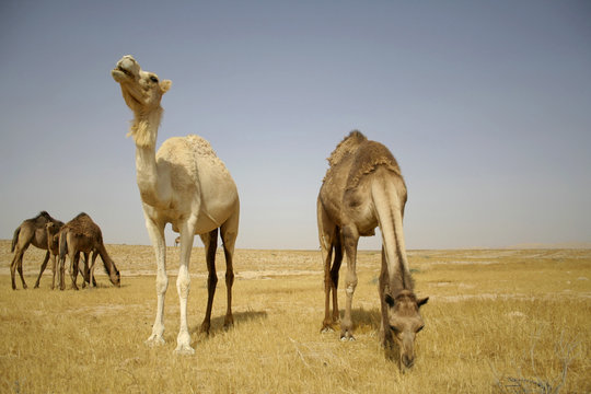 camel in sede boker desert, israel