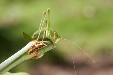 Speckled Bush-cricket