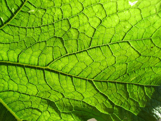 Naklejka na ściany i meble Underside Of A Green Leaf 8