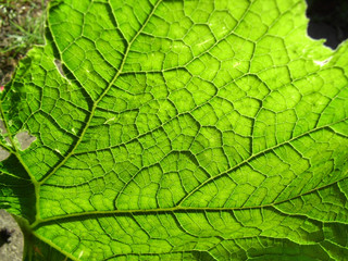 Fototapeta na wymiar Underside Of A Green Leaf 10