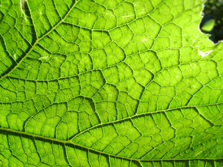 Naklejka na ściany i meble Underside Of A Green Leaf 11
