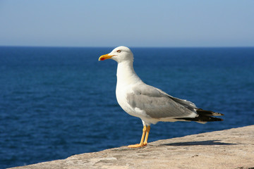 mouette contemplant la mer