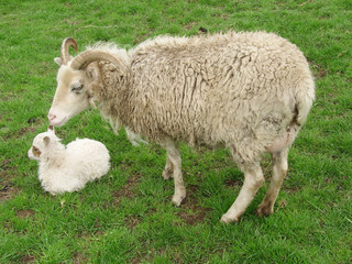 Soay ewe Pheobe and lamb Becky
