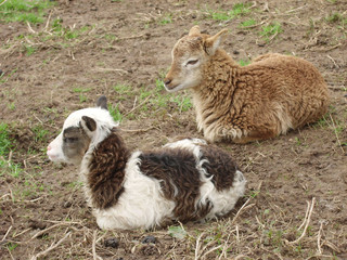 Obraz premium Ewe lambs, April (Soay) and Faith (Soay X Castlemilk Moorit) 