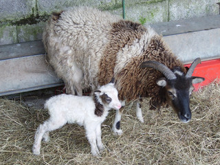 Soay ewe Alika and lamb Alice