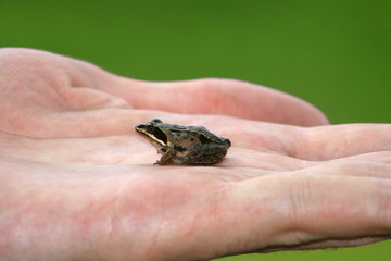 Frog.