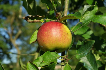 Pomme rouge et jaune dans l'arbre