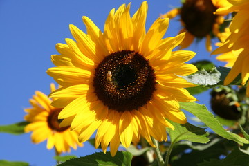 tournesol