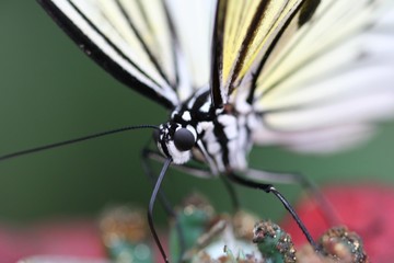 papillon