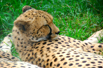 cheetah 