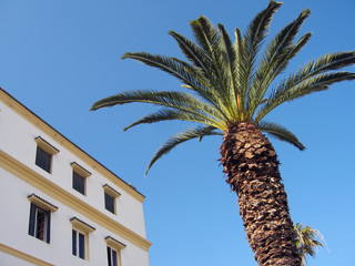 Palm and building
