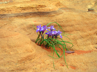 Desert Flowers