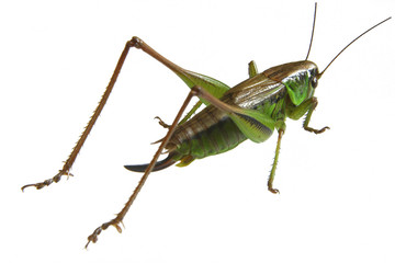 Green grasshopper in white background