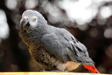 Perroquet - Gris du Gabon