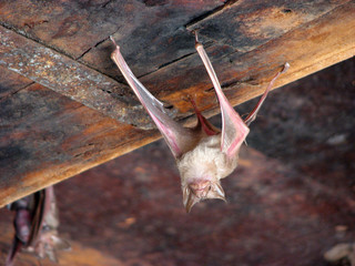 chauve-souris