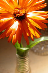 Orange flower in vase